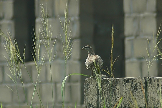 Double-Spurred Francolin.JPG